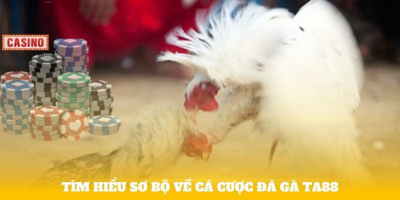 Tìm hiểu sơ bộ về cá cược đá gà Ta88